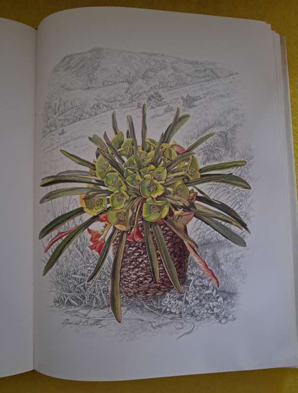 Flowers of South Africa - Auriol Batten