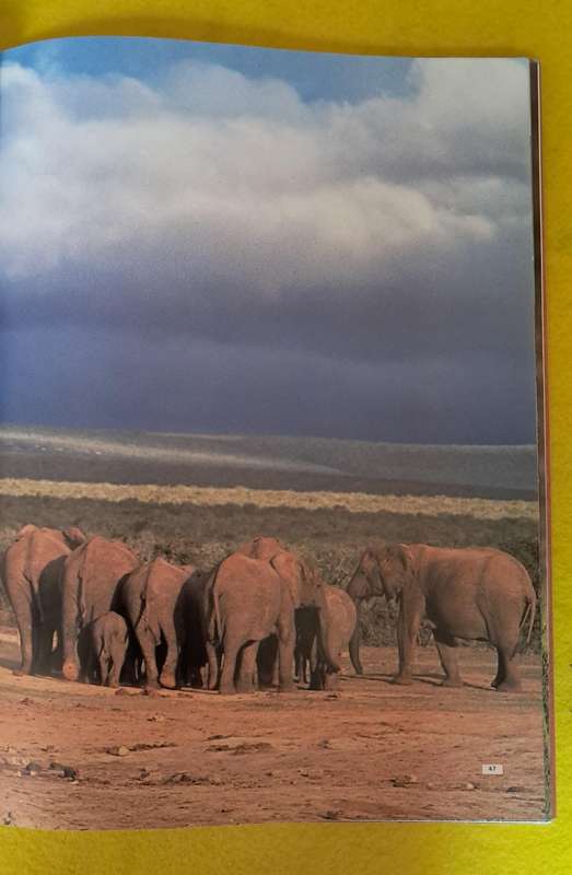 a Day in the Life of an African Elephant - Anthony Hall-Martin