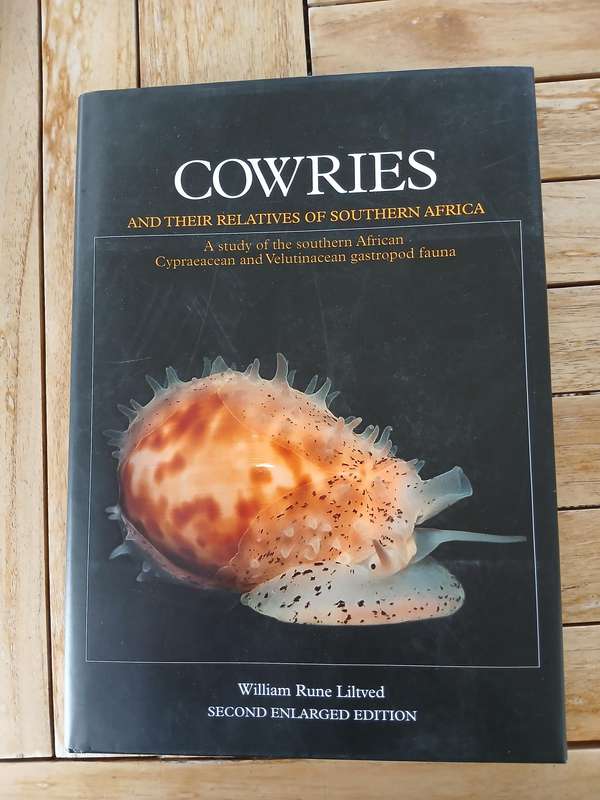 Cowries and their relatives of  Southern Africa