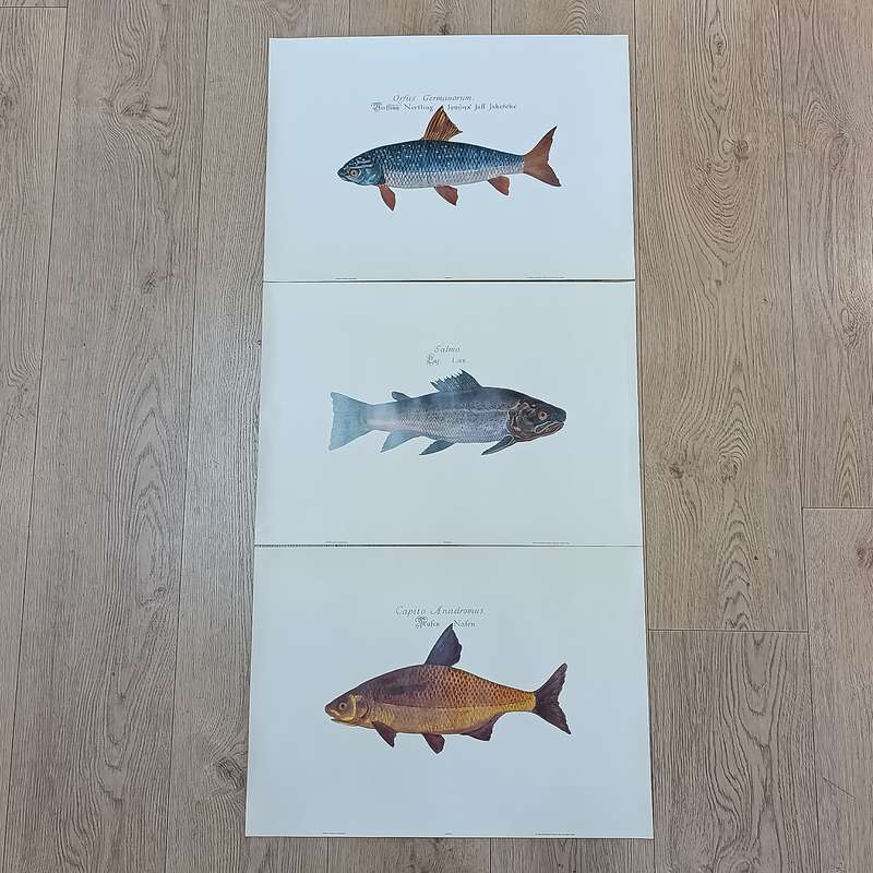 Lot of 3 fish posters - 61.5cm x 61.5cm