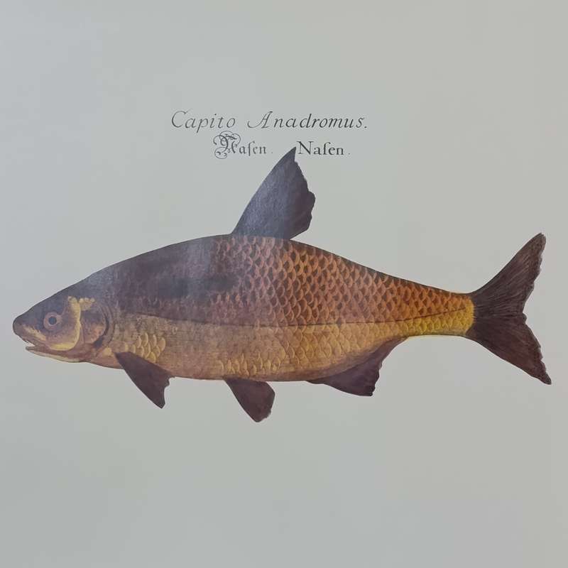 Lot of 3 fish posters - 61.5cm x 61.5cm