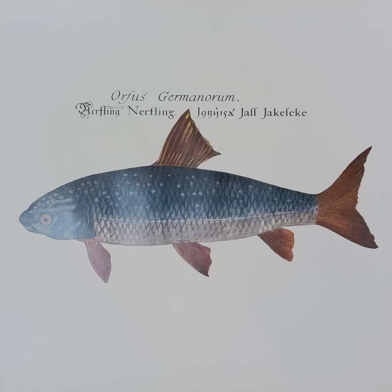 Lot of 3 fish posters - 61.5cm x 61.5cm