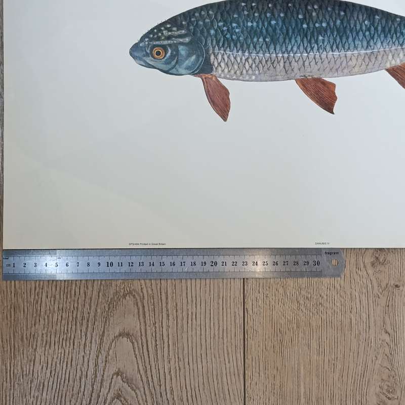 Lot of 3 fish posters - 61.5cm x 61.5cm