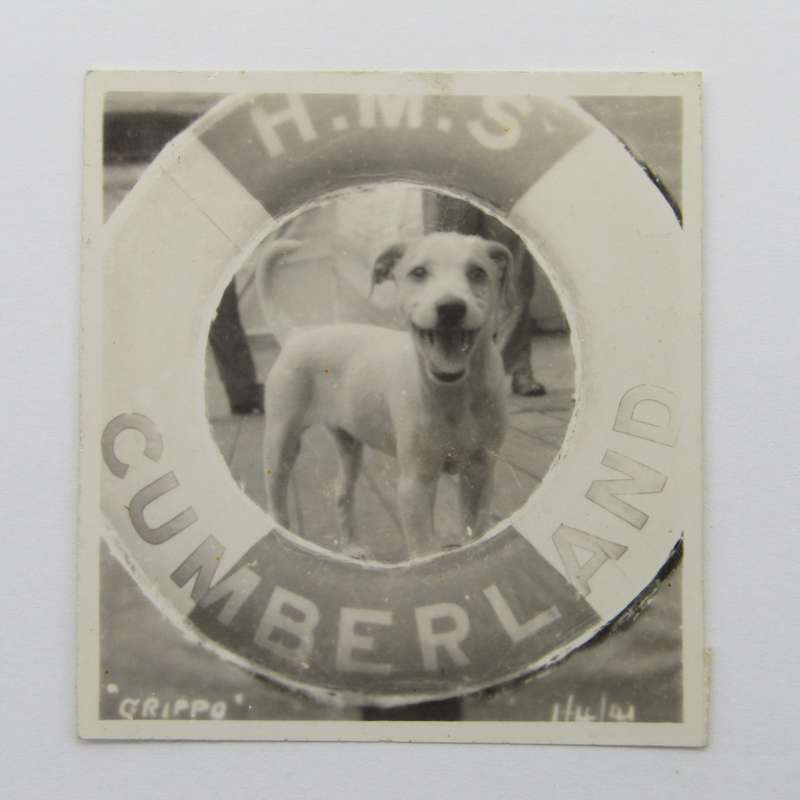 Photo of dog on the HMS Cumberland "Grippo"