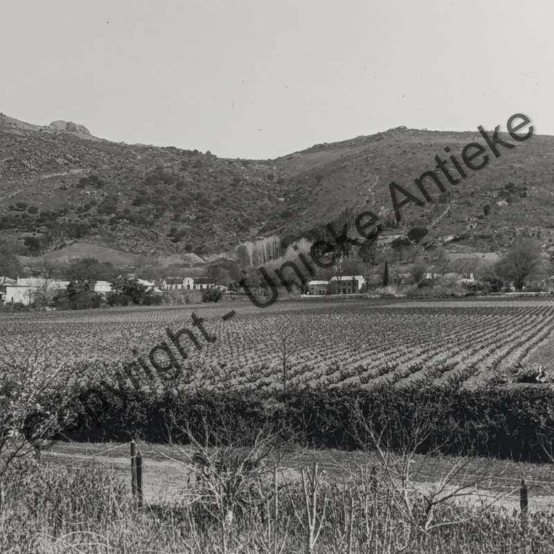 Antique photo of Paarl mountain taken from below Cheve Bethel farm - circa late 1800's/1900's