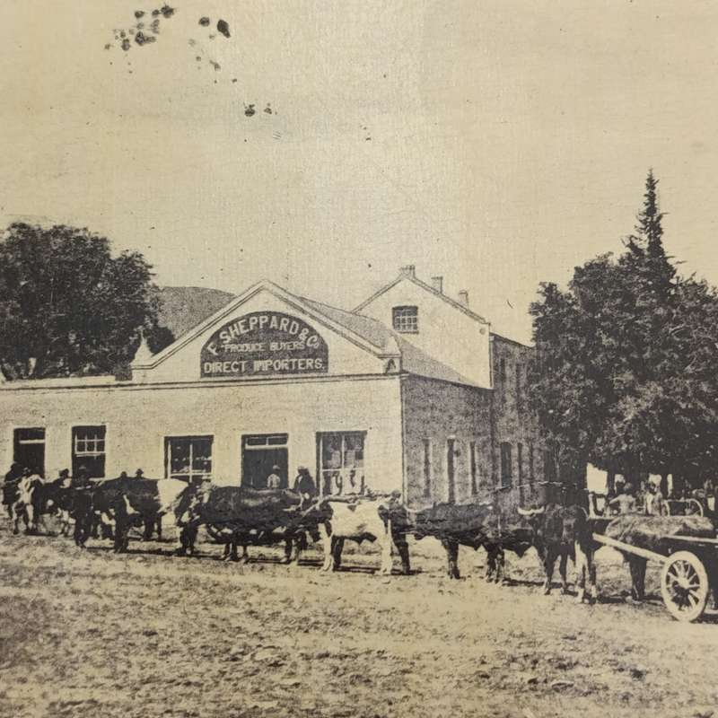 1911 postcard Seymour to Cathcart - Ciskei forerunner - Picture of F Sheppard & Co's shop