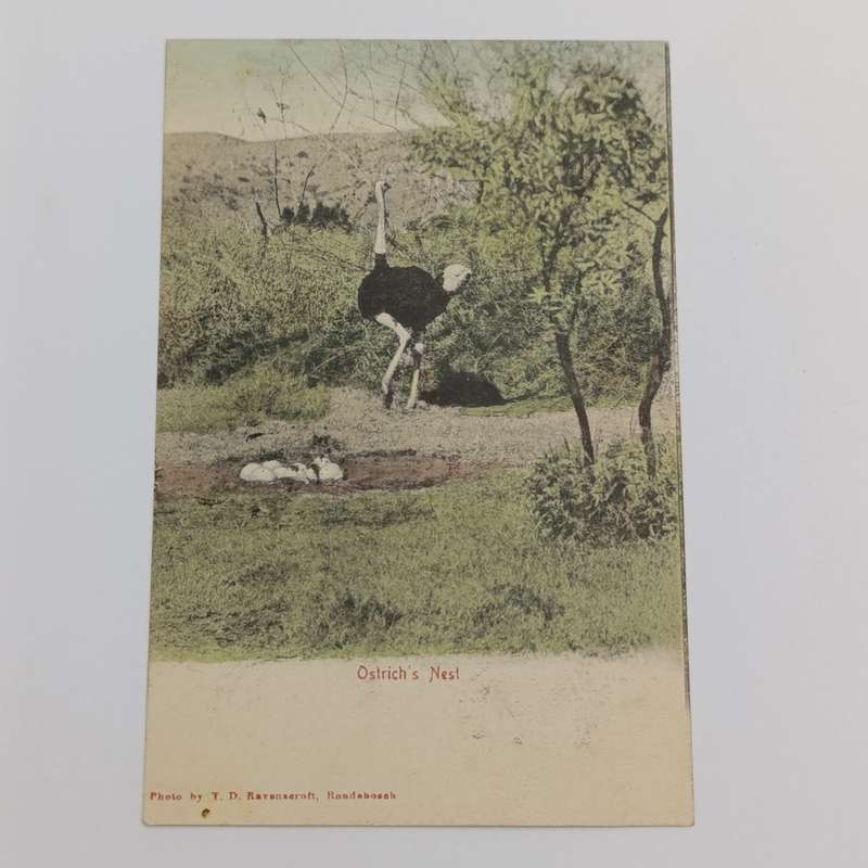 1905 postcard from Kenilworth, Cape through Wynberg to KalkBay - picture of Ostrich