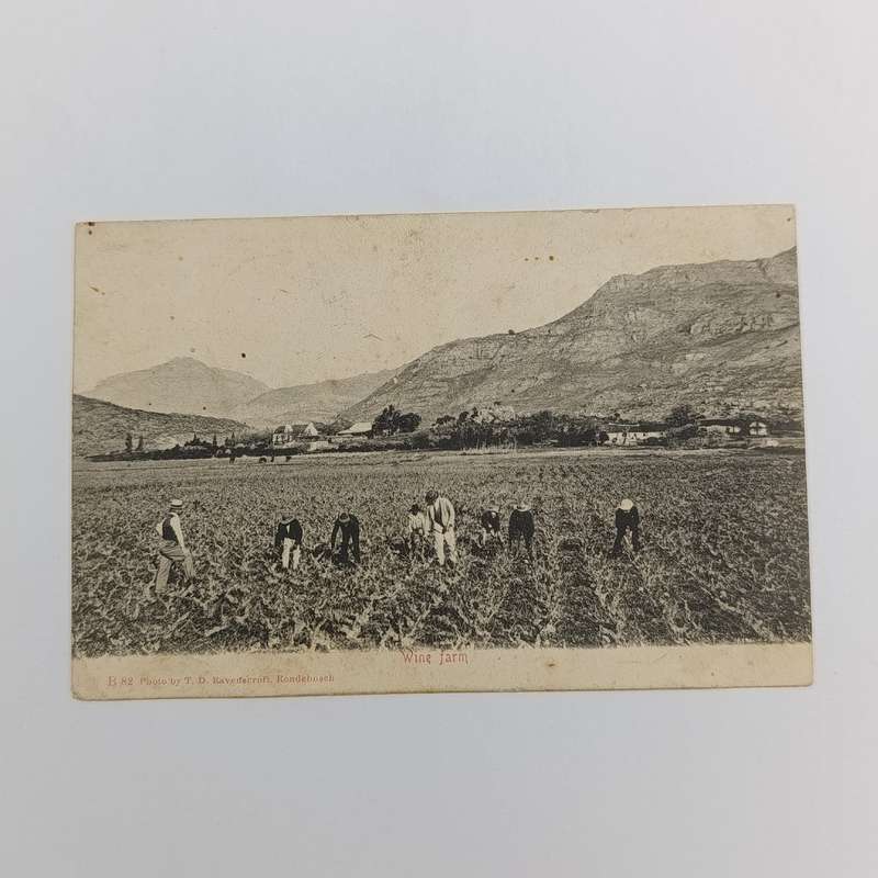 1905 Postcard Breede River Station to Stellenbosch picture of people working in the fields
