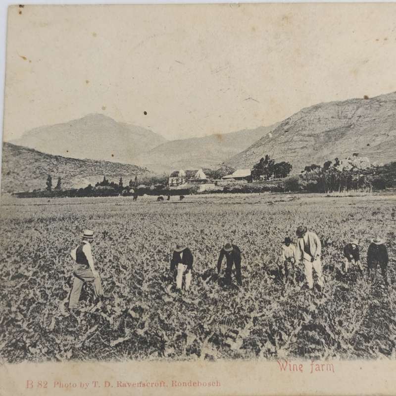 1905 Postcard Breede River Station to Stellenbosch picture of people working in the fields