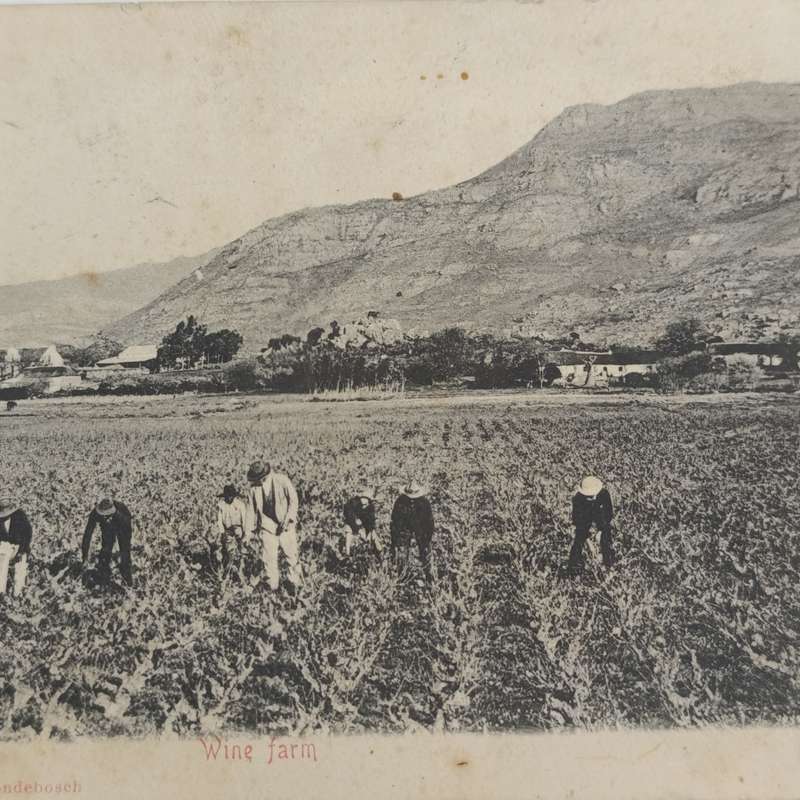1905 Postcard Breede River Station to Stellenbosch picture of people working in the fields