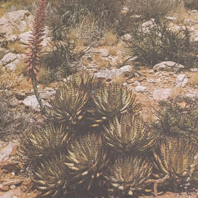 Lot of 4 SWA Aloes Maxi - cards 1981 First Day - Hand cancelled in Windhoek