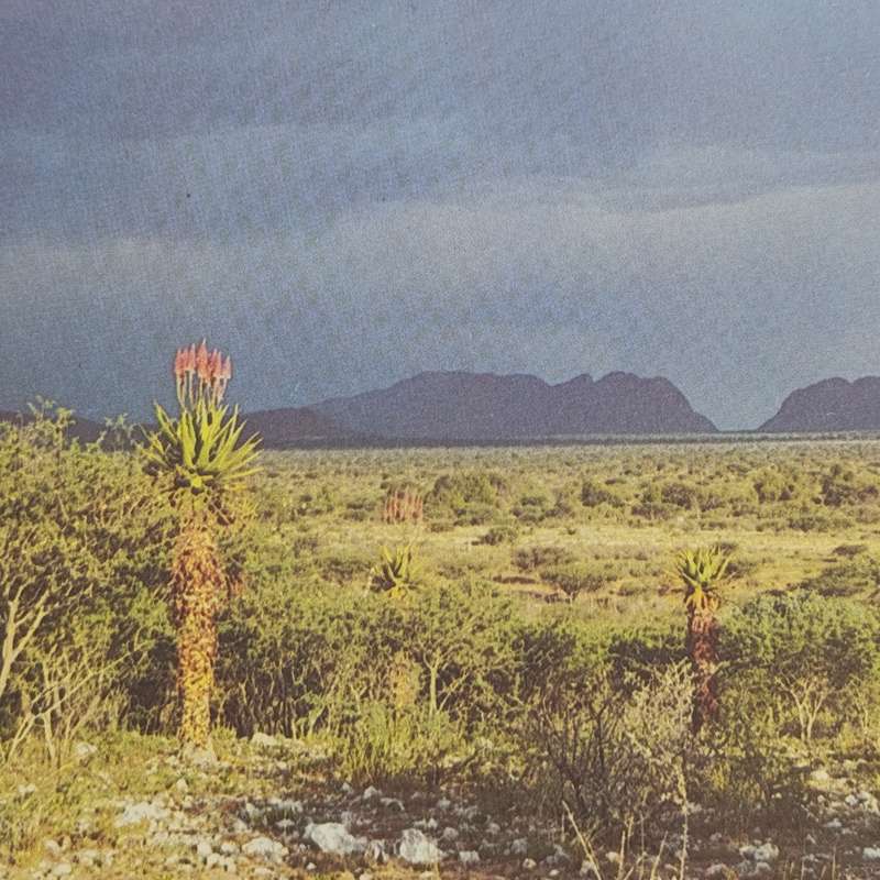 Lot of 4 SWA Aloes Maxi - cards 1981 First Day - Hand cancelled in Windhoek