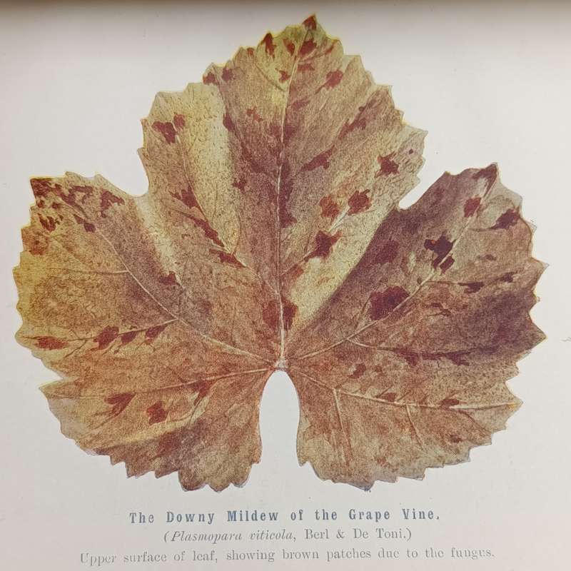The Transvaal Agricultural Journal - January 1909