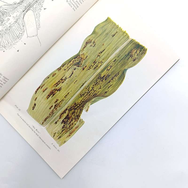 1923 South Africa Botany division paper on Rusts in South Africa with color plates