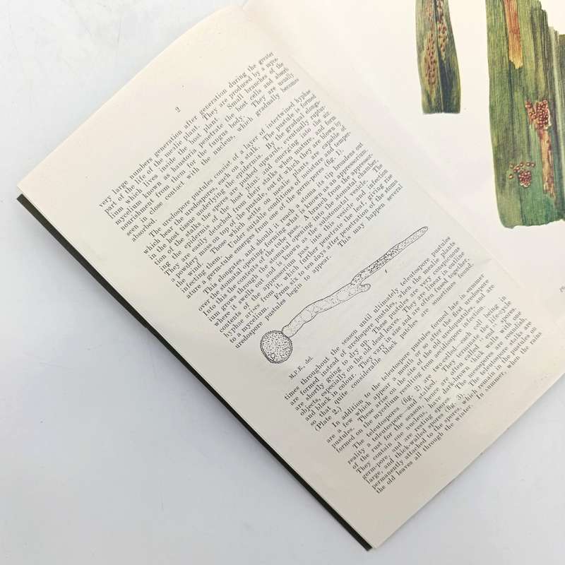 1923 South Africa Botany division paper on Rusts in South Africa with color plates