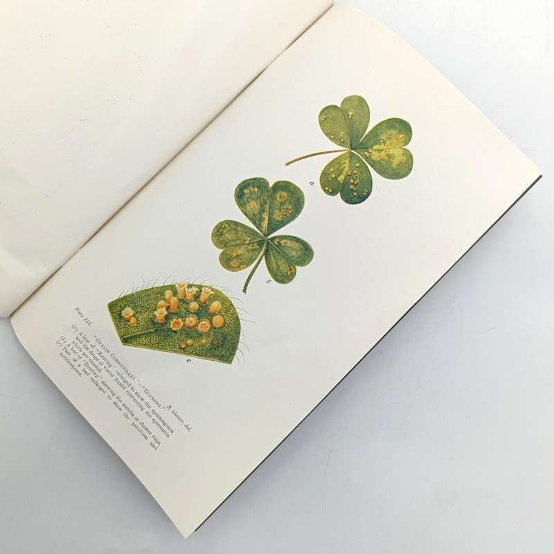 1923 South Africa Botany division paper on Rusts in South Africa with color plates