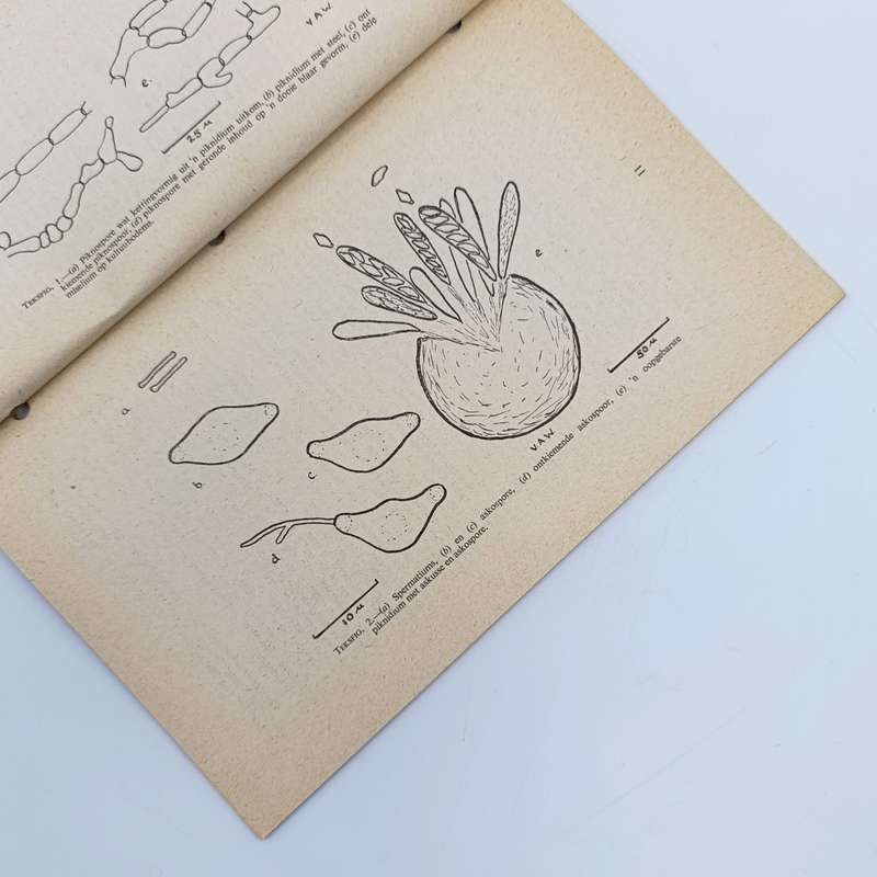 1951 Wetenskaplike pamfelt - Swartvleksiekte by sitrus in Suid-Afrika