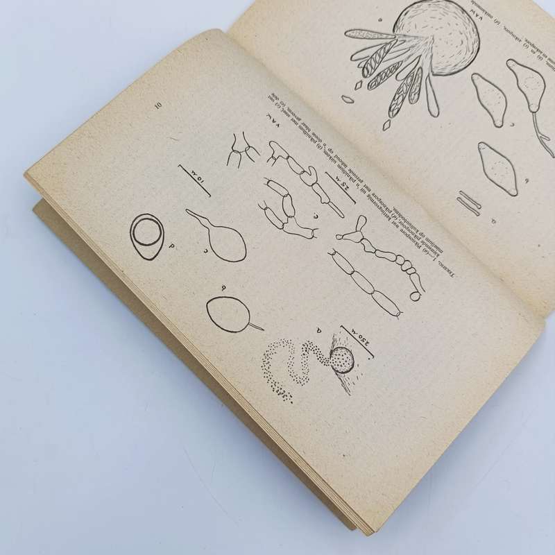 1951 Wetenskaplike pamfelt - Swartvleksiekte by sitrus in Suid-Afrika