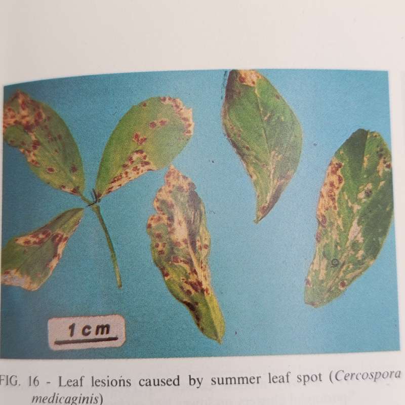 1985 South Africa department of Agriculture preliminary survey of fungal diseases of lucerne