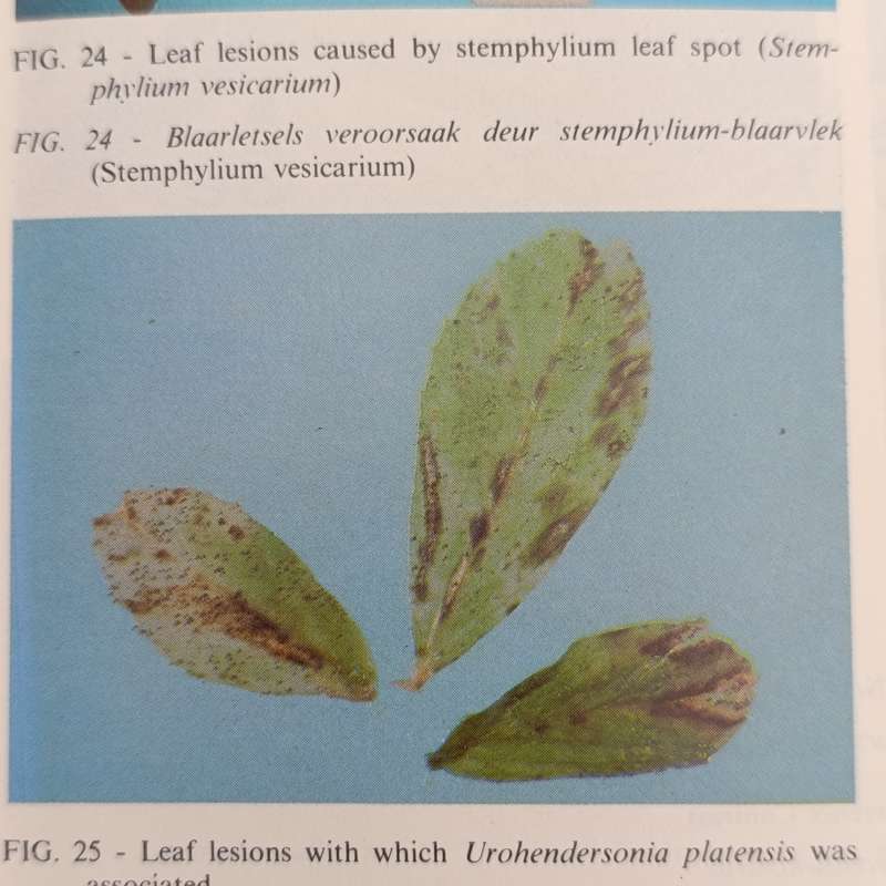 1985 South Africa department of Agriculture preliminary survey of fungal diseases of lucerne