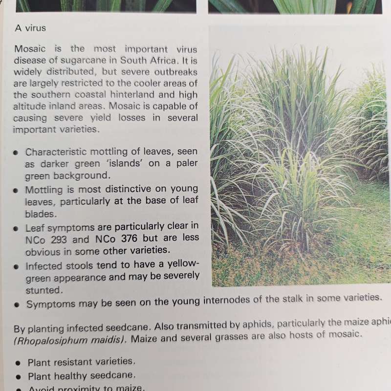 1980 - Sugarcane diseases in South Africa