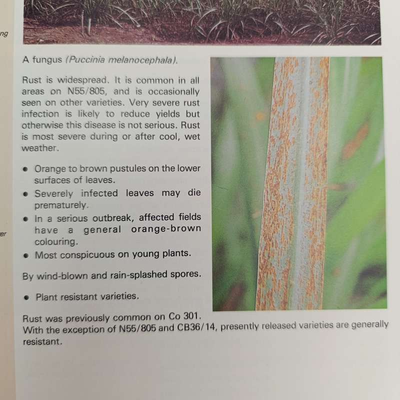 1980 - Sugarcane diseases in South Africa