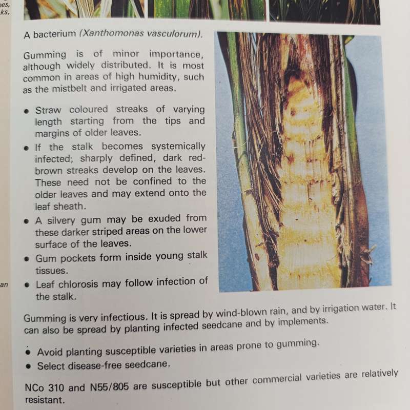 1980 - Sugarcane diseases in South Africa