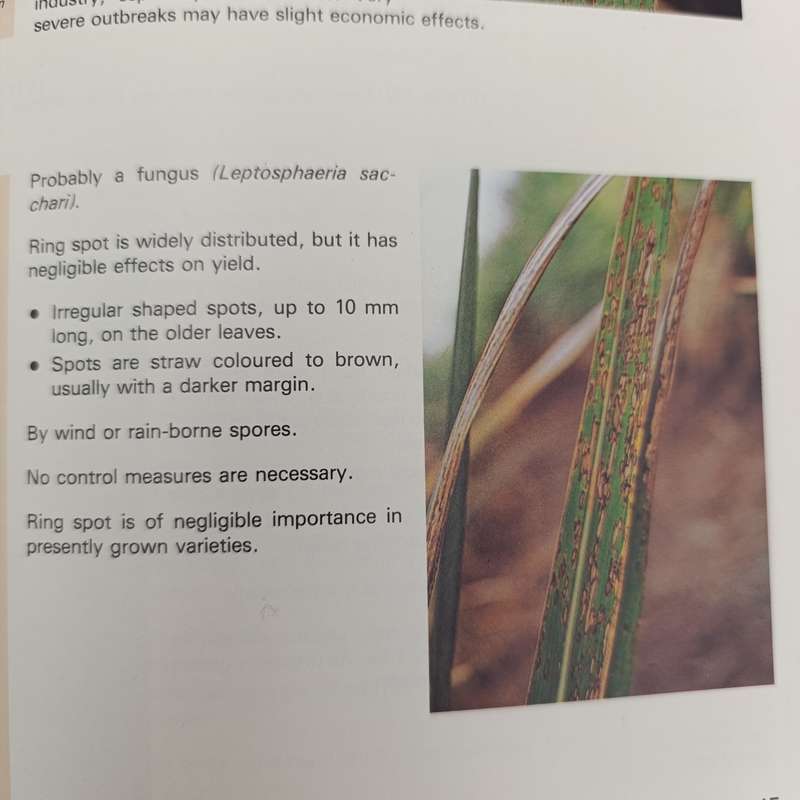 1980 - Sugarcane diseases in South Africa