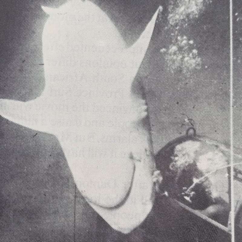 To the Point - News in depth magazine - Shark scare - 14 November 1975