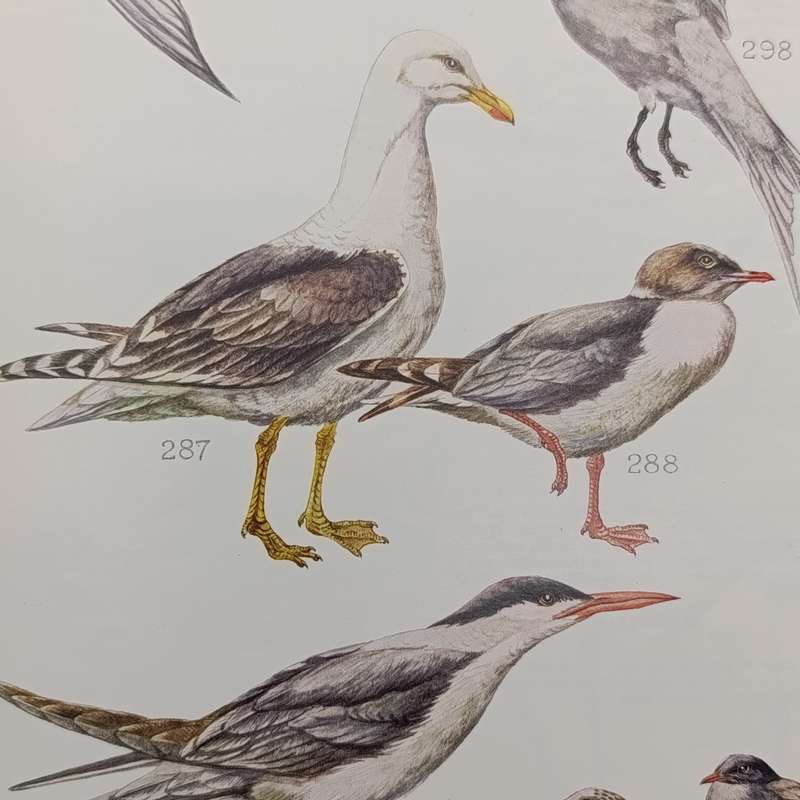 Set of 4 Birds of the Kruger and other National Parks - Volume 1 to 4