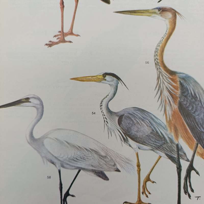 Set of 4 Birds of the Kruger and other National Parks - Volume 1 to 4