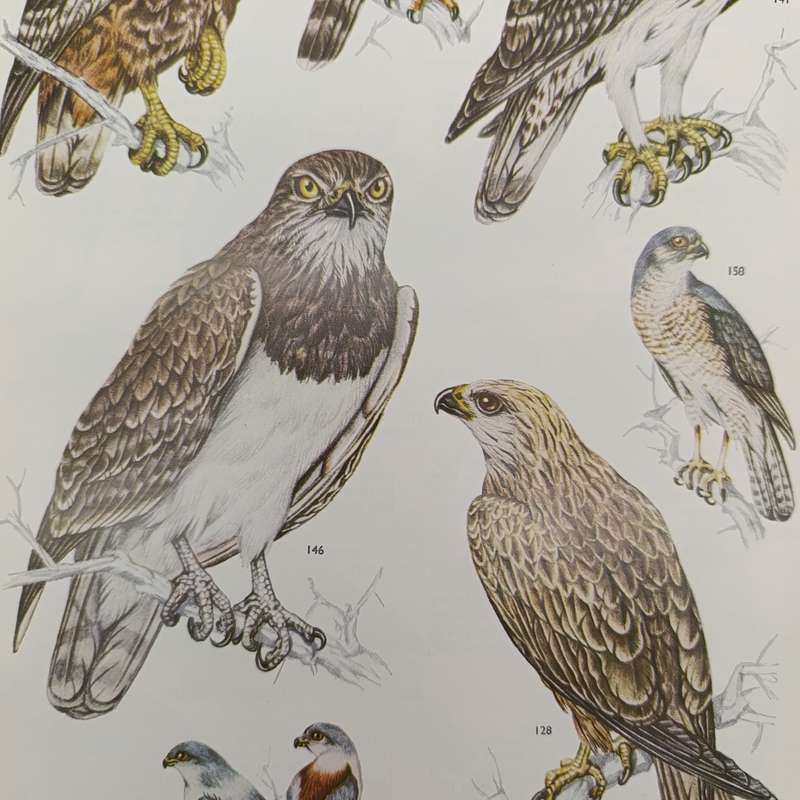 Set of 4 Birds of the Kruger and other National Parks - Volume 1 to 4