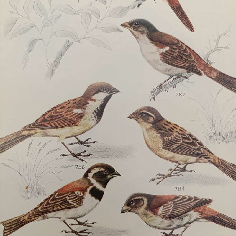 Set of 4 Birds of the Kruger and other National Parks - Volume 1 to 4