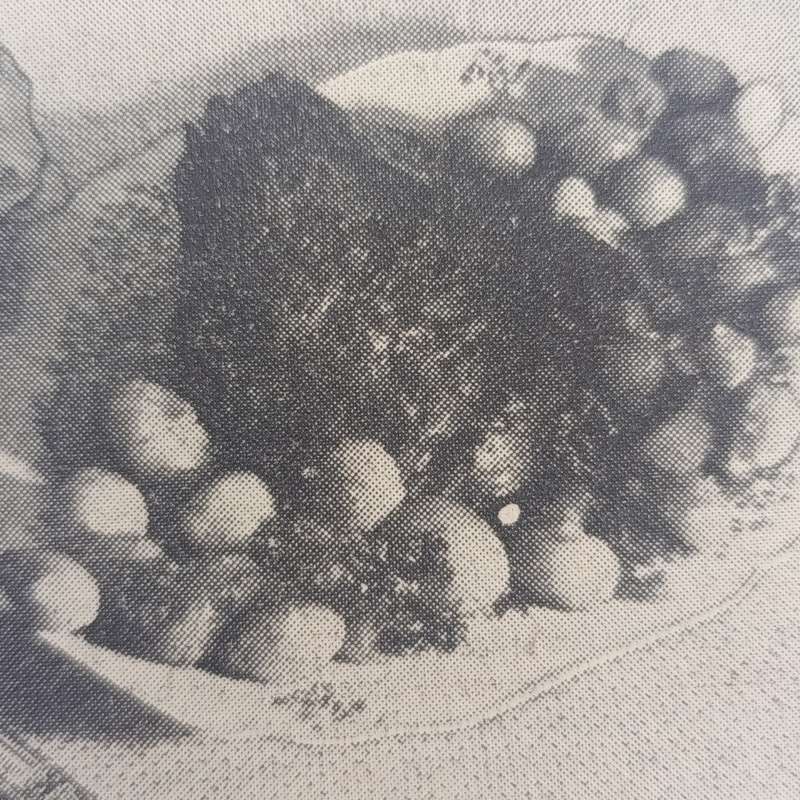 Vintage Venus magazine April 1951 issue