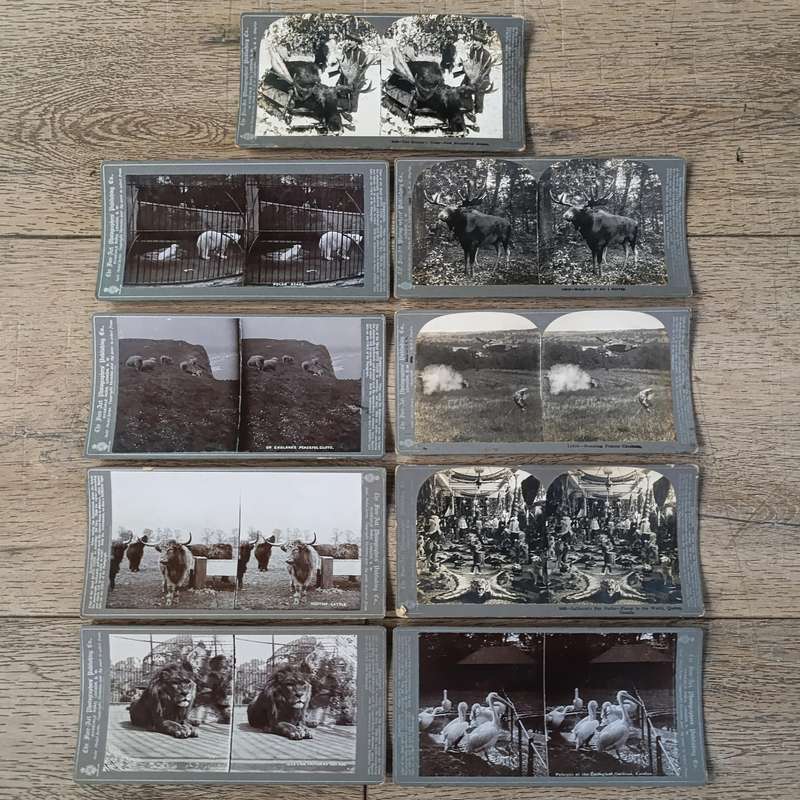 Lot of 9 Antique stereoscope cards with pictures of animals
