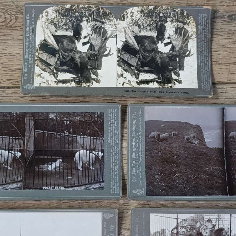 Lot of 9 Antique stereoscope cards with pictures of animals