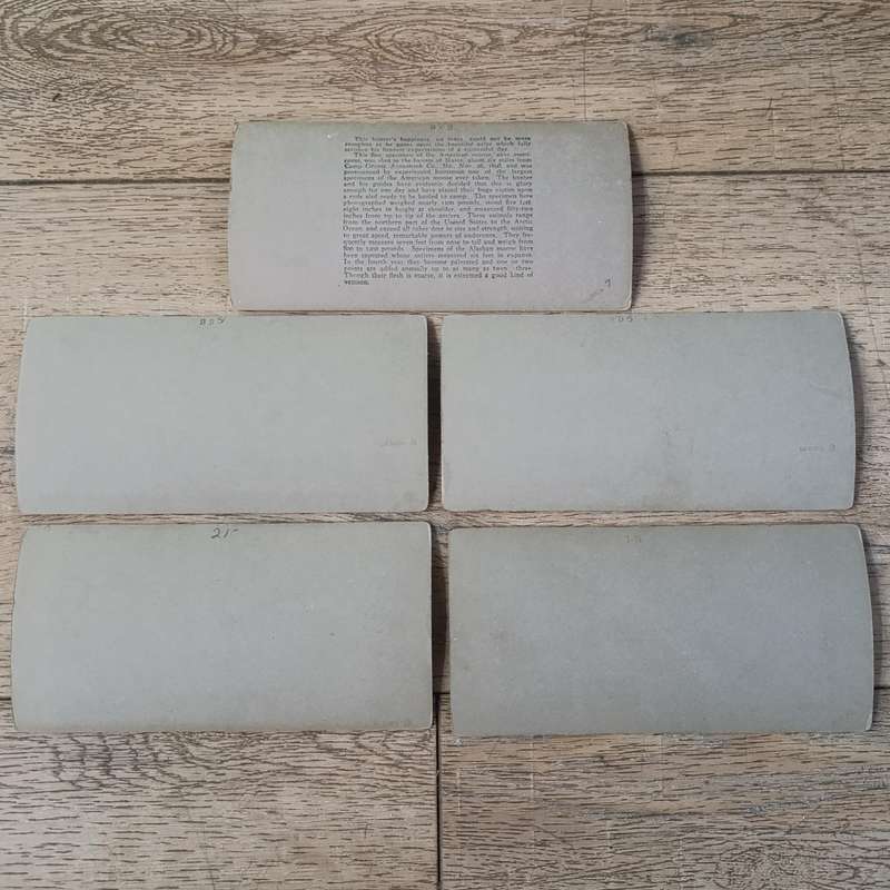 Lot of 9 Antique stereoscope cards with pictures of animals