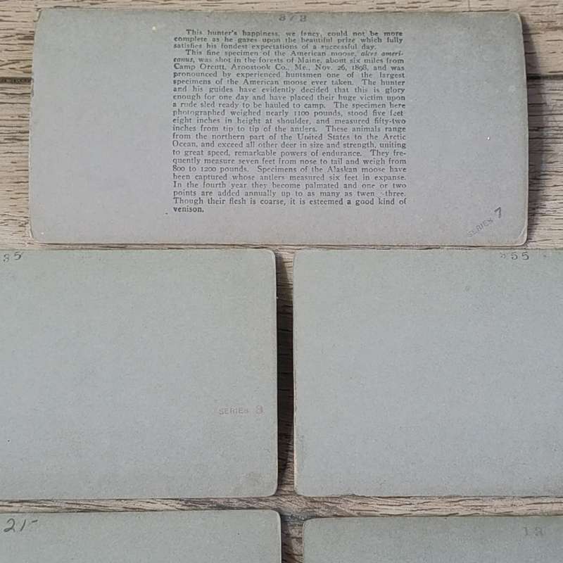 Lot of 9 Antique stereoscope cards with pictures of animals