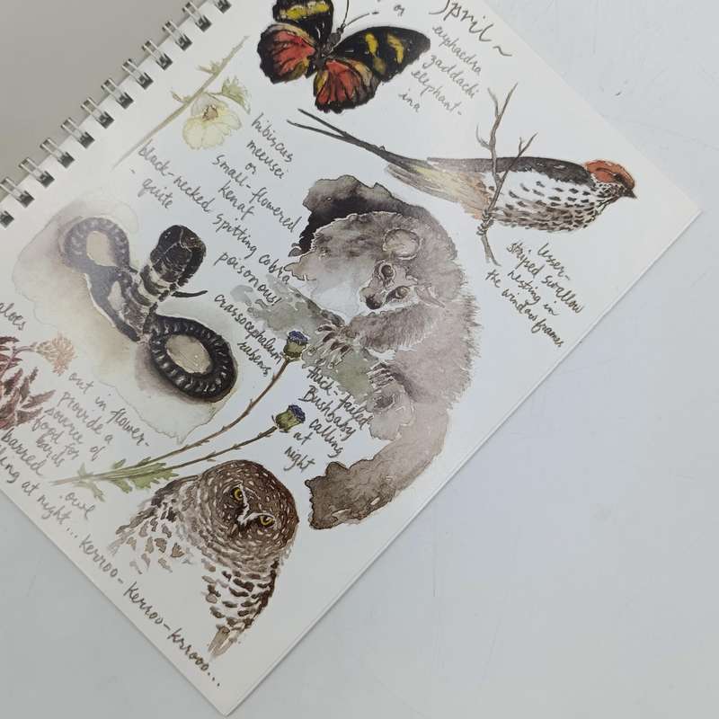 A Window to Zambian Nature by Carol Harvey