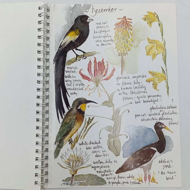A Window to Zambian Nature by Carol Harvey