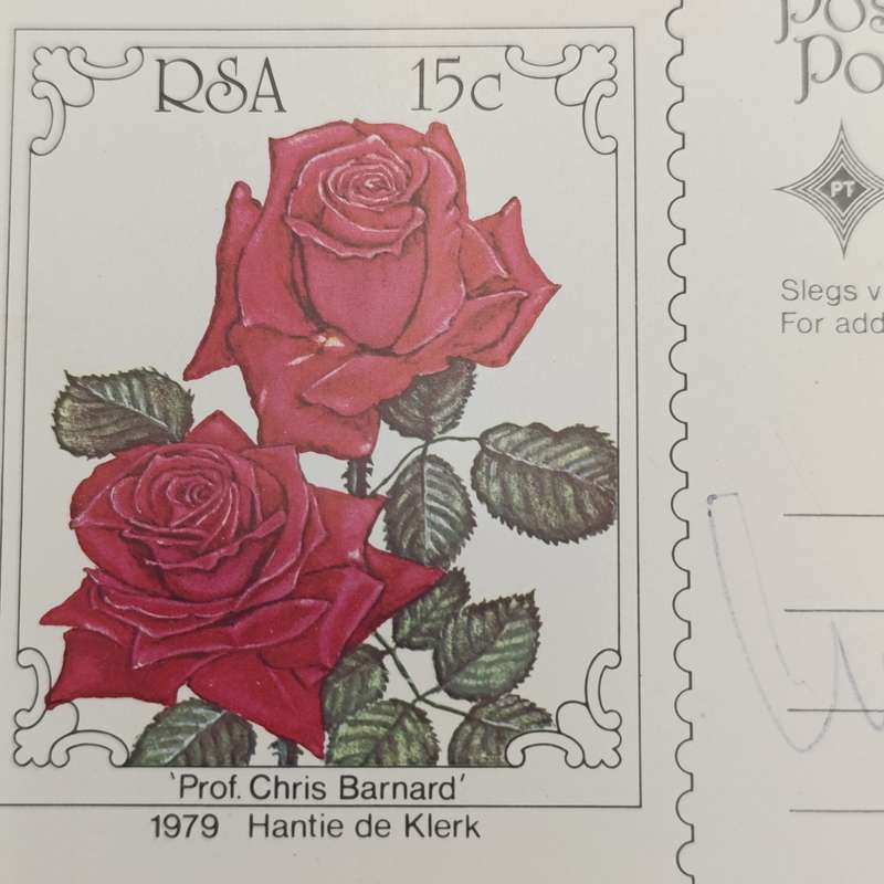 1979 South Africa rose postcard with Prof Chris Barnard rose - signed by Prof Barnard