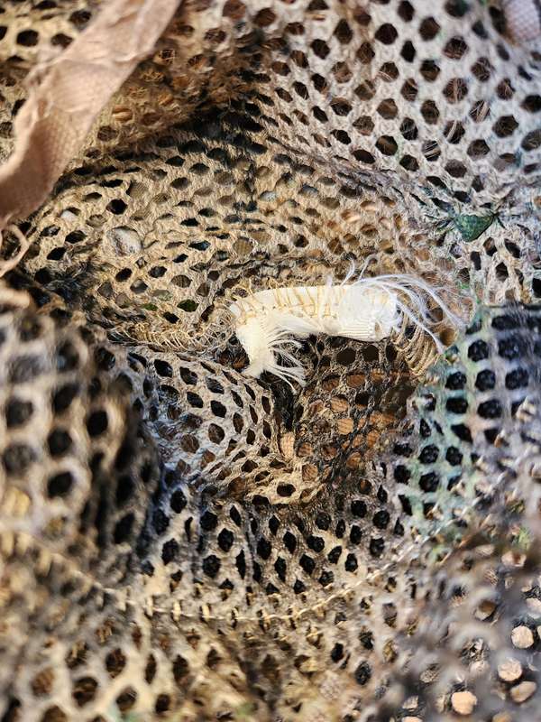 good used condition quality (COS) medium size sniper ghillie top custom garnish added with mesh base