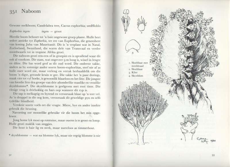 ONS EIE BOOMBOEK - CYTHNA LETTY (1 STE UITGAWE 1980)