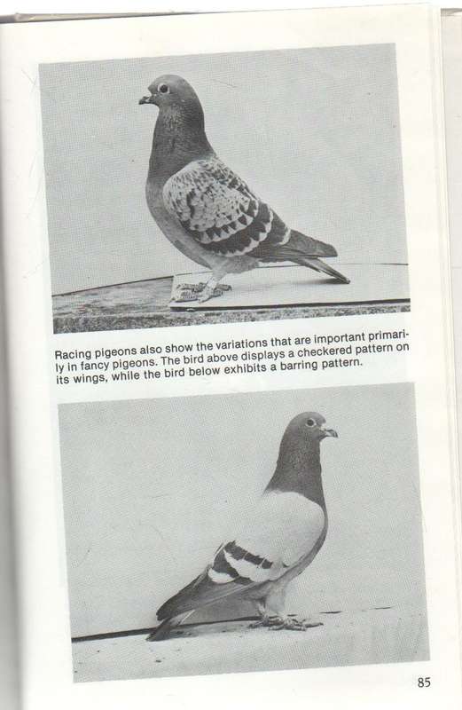 PIGEONS - CARL NAETHER (1984)