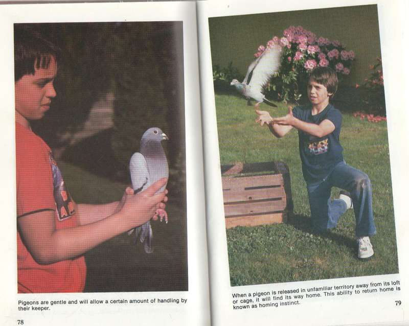 PIGEONS - CARL NAETHER (1984)