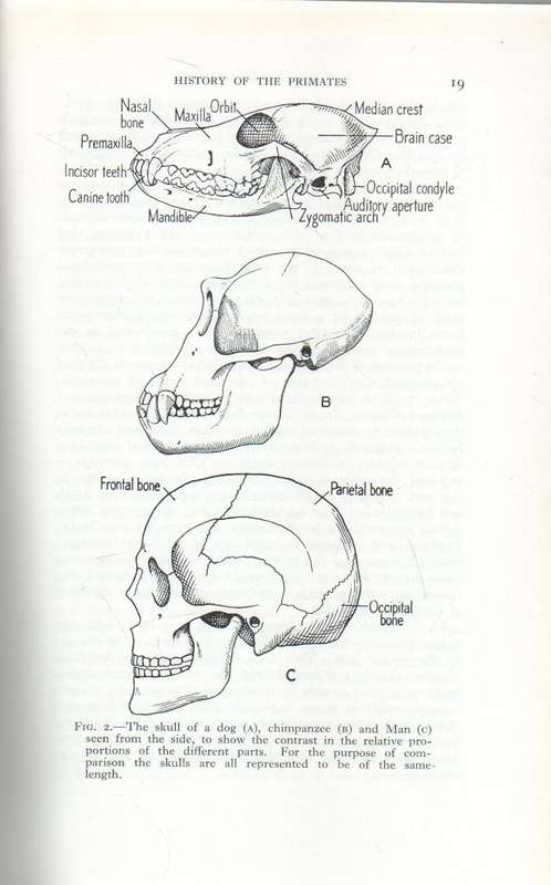 HISTORY OF THE PRIMATES - W E GROS CLARKE (10TH EDITION 1970)
