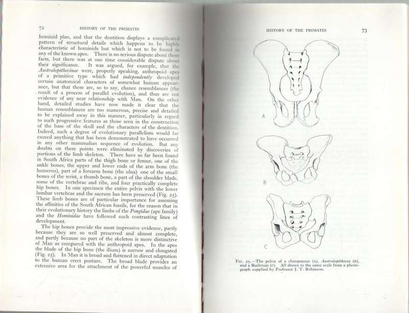 HISTORY OF THE PRIMATES - W E GROS CLARKE (10TH EDITION 1970)