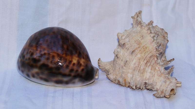 Pair of natural sea shells  Cowrie and Murex