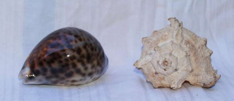 Pair of natural sea shells  Cowrie and Murex