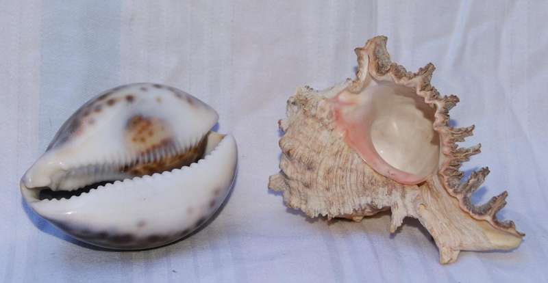 Pair of natural sea shells  Cowrie and Murex